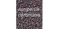 TISANE BIO GENÉVRIER  Juniperus communis BAIES ENTIÈRES
